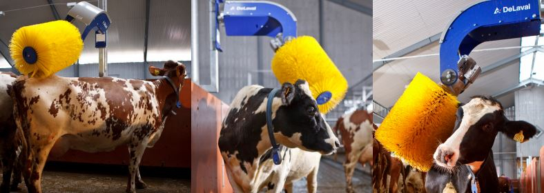 DELAVAL KAŞIMA FIRÇASI